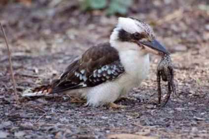 Râsul de kookabarra sau kingfisher king (lat