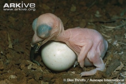 Râsul de kookabarra sau kingfisher king (lat