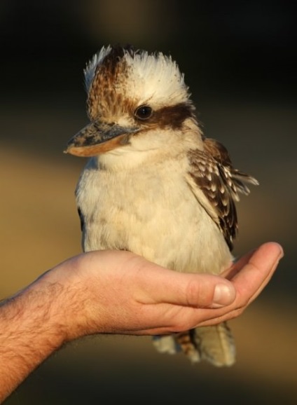 Laughing kookabarra vagy kingfisher király (lat