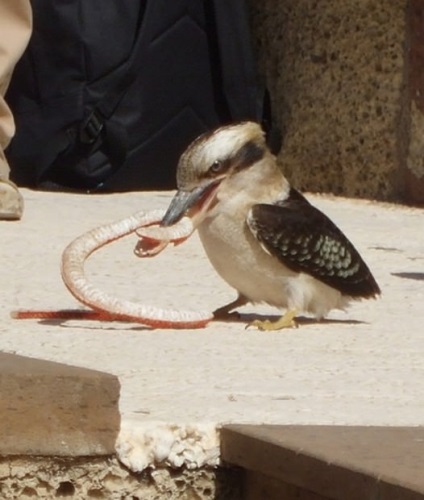 Râsul de kookabarra sau kingfisher king (lat