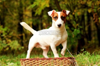 Câinele de la filmul "mască" Jack Russell Terrier