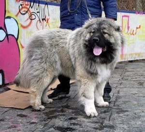 Dream Interpretive Dog mănâncă pisica, directorul de câini ghid