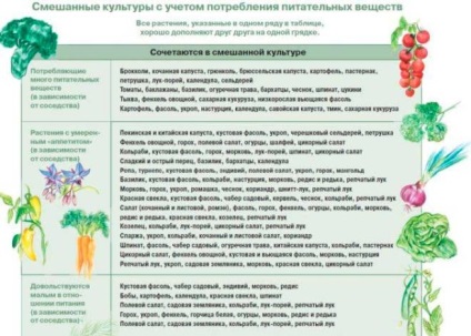 A zöldségfélék szomszédsága az ágyakban - táblák és a vetésforgó szabályai
