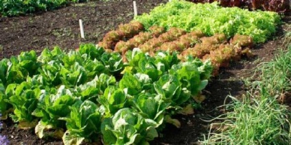Vecinătatea legumelor în paturi - tabele și reguli de rotație a culturilor