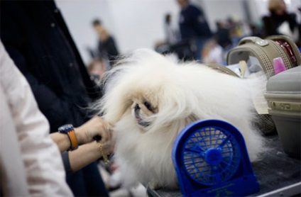 Consilii pentru participarea Pekingese la expoziții