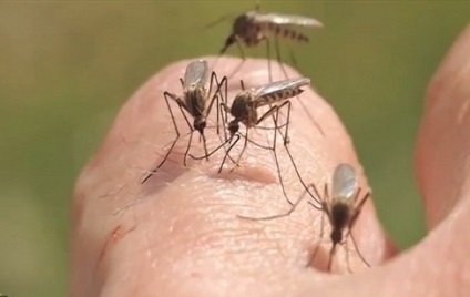 Remediu pentru țânțari