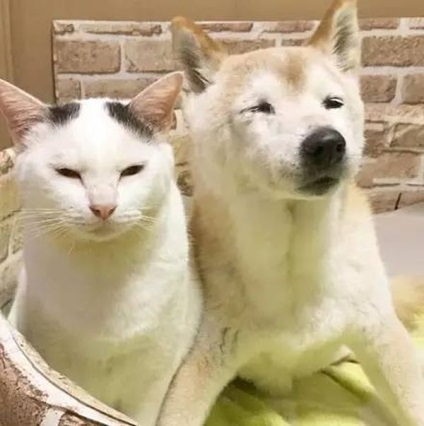 Câinele vechi și pisica au devenit cei mai buni prieteni (16 fotografii) - trinitatea