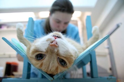Sterilizarea unei pisici