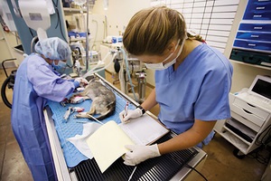 Sterilizarea unei pisici