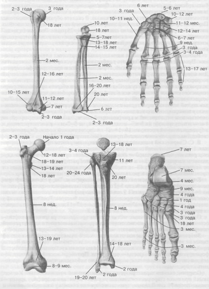 A csontok szerkezete és kémiai összetétele