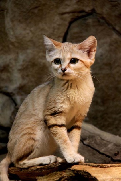Există o rasă de pisici care trăiesc doar în deșerturi - magic shuvani
