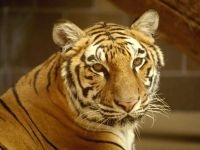 Tiger, tigrul Amur, tigrii indieni (panthera tigris), volumul alimentelor, foamea, comportamentul, asaltul asupra