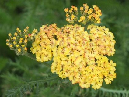 Yarrow Foto și tipuri, proprietăți utile și contraindicații