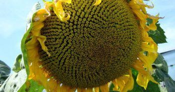 Afidele asupra măsurilor de control al floarea-soarelui, cum să lupte