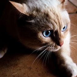 Gheare punct, cum să obișnuiești un pisoi la o zgârietură - totul despre pisici și pisici cu dragoste