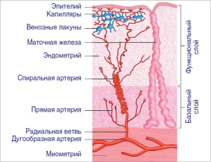 Az endometrium hiperplázia vastagsága