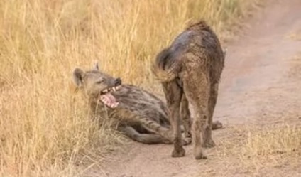 Top 10 cele mai puternice muscaturi de animale