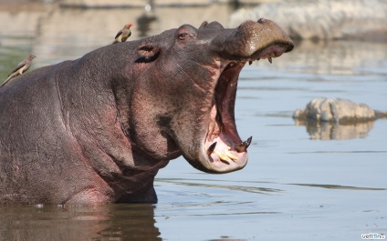 Top 10 cele mai puternice muscaturi de animale