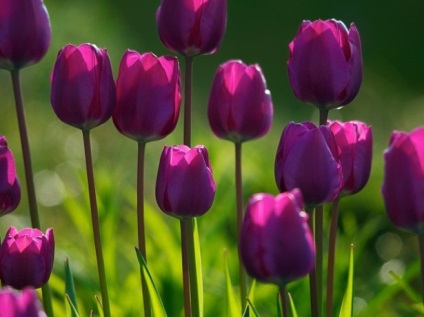 Tulpini de plantare și îngrijire în aer liber, foto