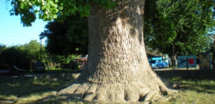 Copacul lalea din cavitate este un miracol impresionant al naturii!