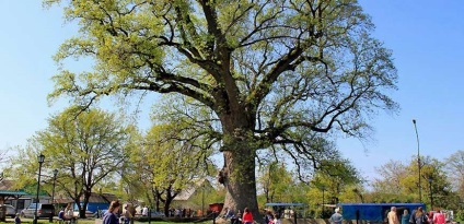 Copacul lalea din cavitate este un miracol impresionant al naturii!