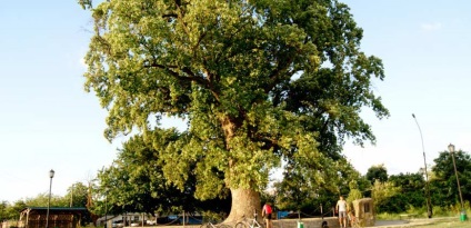 Copacul lalea din cavitate este un miracol impresionant al naturii!