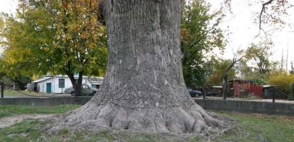 Copacul lalea din cavitate este un miracol impresionant al naturii!