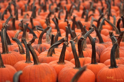 Csodálatos fényképek és képek egy csodálatos ünnep halloween (halloween)