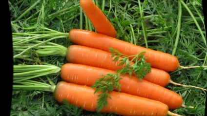 Îngrășământ pentru morcovi la plantare