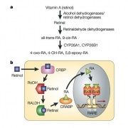 Acneea în pms sau ca ciclu premenstrual afectează acneea