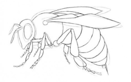 Lecții de pictura - cum să desenezi o albină sau cum să desenezi o viespe