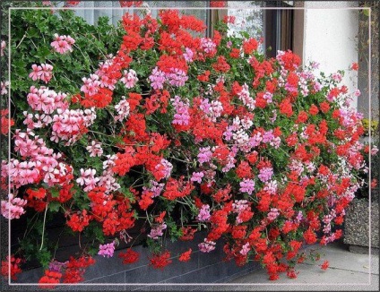 Ne pasă de geraniums, florist-consulting