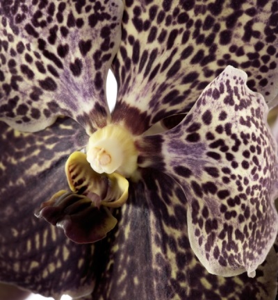 Vanda, bijuteria printre orhidee