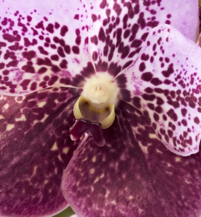 Vanda, bijuteria printre orhidee