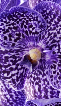 Vanda, bijuteria printre orhidee