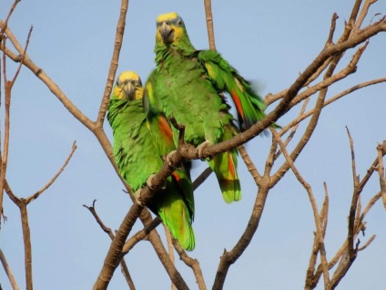 Venezuelan Amazon - un părinte exotic dar îngrijitor