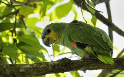 Venezuelan Amazon - un părinte exotic dar îngrijitor