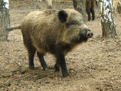 Boar - pe urmele animalelor forestiere - cartea roșie a regiunii Smolensk