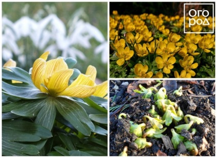 Tavaszi hagymás - fotó, név, tippek az ültetésre és a termesztésre