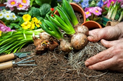 Tavaszi hagymák - fotó, név, tippek az ültetésre és a termesztésre
