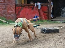 Вейтпуллінг (weight pulling) - спорт для собак