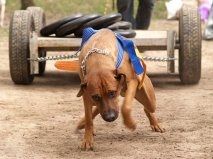 Greutate tragere - sport pentru câini