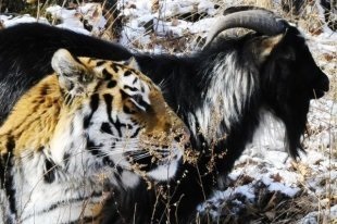 Videoclipul tigru amour a pedepsit țapul de capră pentru insolență - ziarul rus