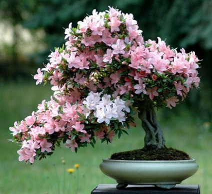 A Bonsai típusai