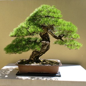 A Bonsai típusai