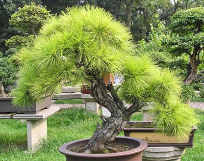 A Bonsai típusai