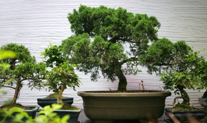 Tipuri de bonsai