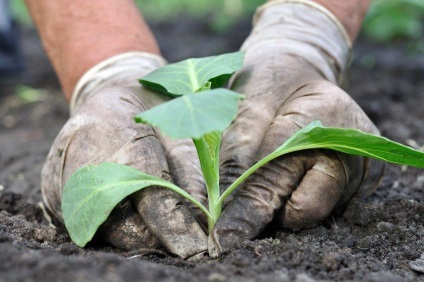 Cultivarea pepenilor într-o seră - experimentăm