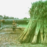 Cultivarea iutei și producția de fibre de iută