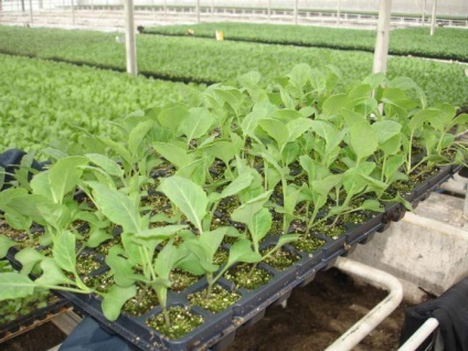 Fehérkáposzta termesztése üvegházban általános információ, fajták, jellemzők és rendszer leírása